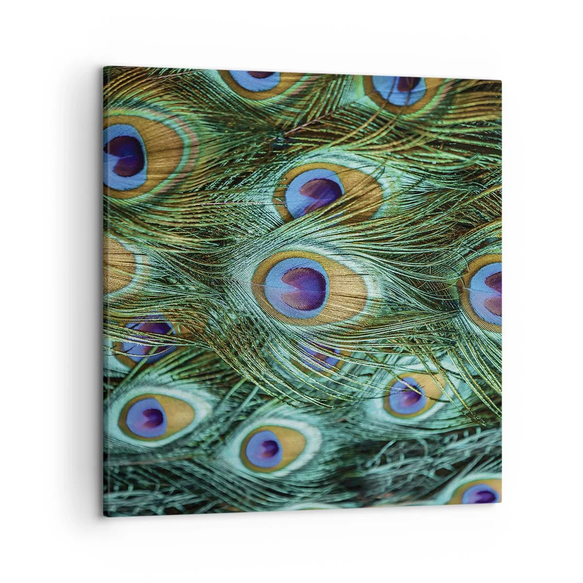 Impression sur toile - Image sur toile - Un regard de paon - 50x50 cm