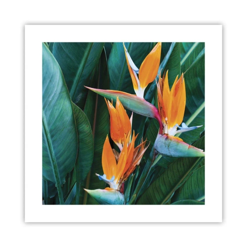 Affiche - Poster - Est-ce une fleur, est-ce un oiseaux? - 40x40 cm