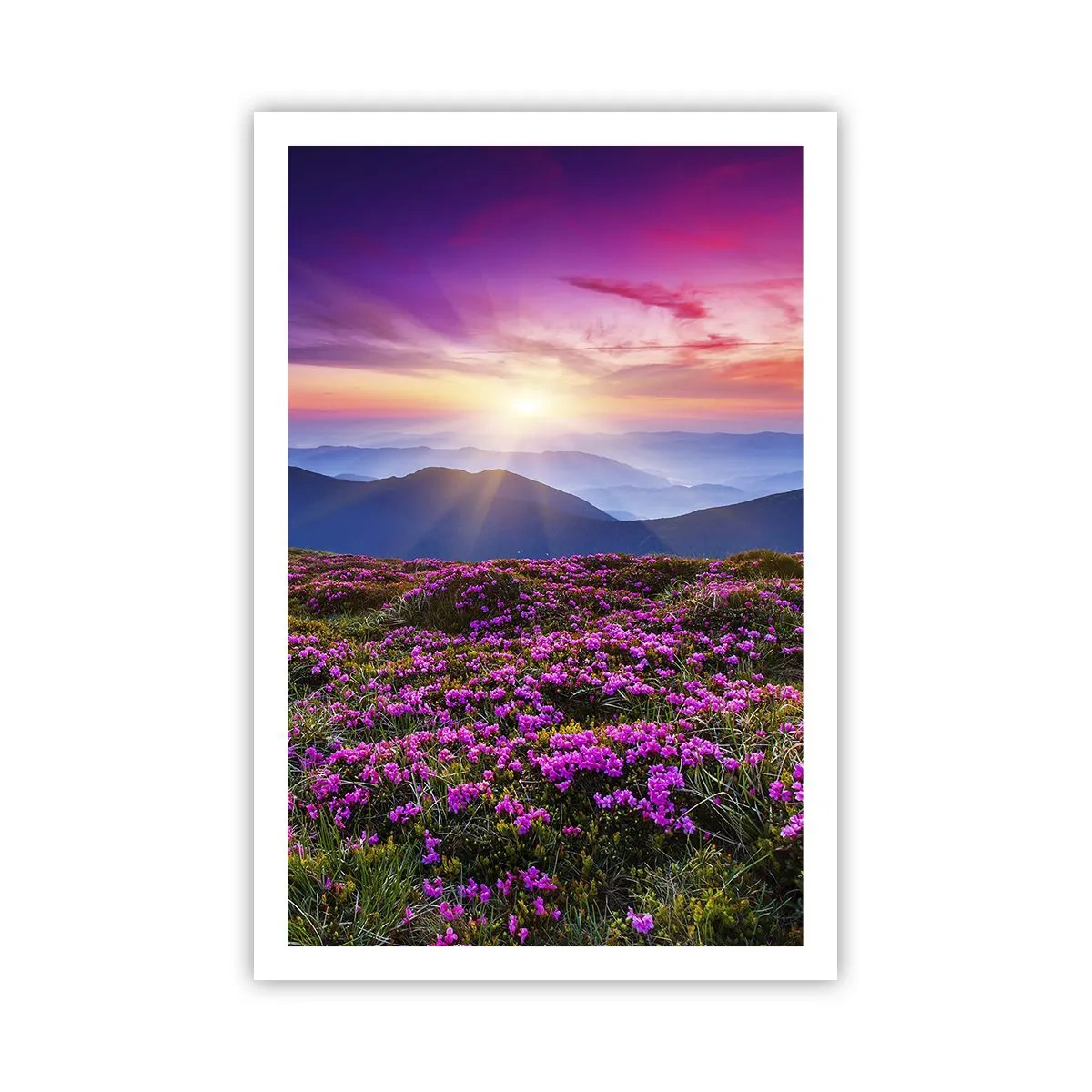 Affiche - Poster - Les herbes sentaient les grappes fraîches de la récolte - 61x91 cm