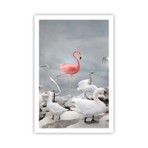 Affiche - Poster - Comment suis-je arrivé là? - 61x91 cm