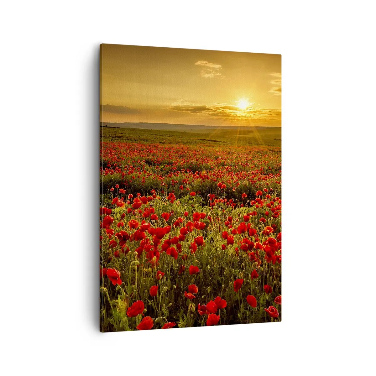 Impression sur toile - Image sur toile - Un champ de coquelicots rouges dans la lueur du soleil couchant - 50x70cm - Parmi les vagues des prairies bruissantes, parmi les fleurs du déluge - Décoration murale moderne pour le salon et la chambre ARTTOR