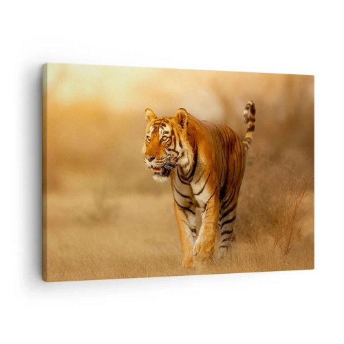 Impression sur toile - Image sur toile - Un tigre marchant dans la savane aux couleurs chaudes - 70x50cm - Avant l'attaque - Décoration murale moderne pour le salon et la chambre ARTTOR