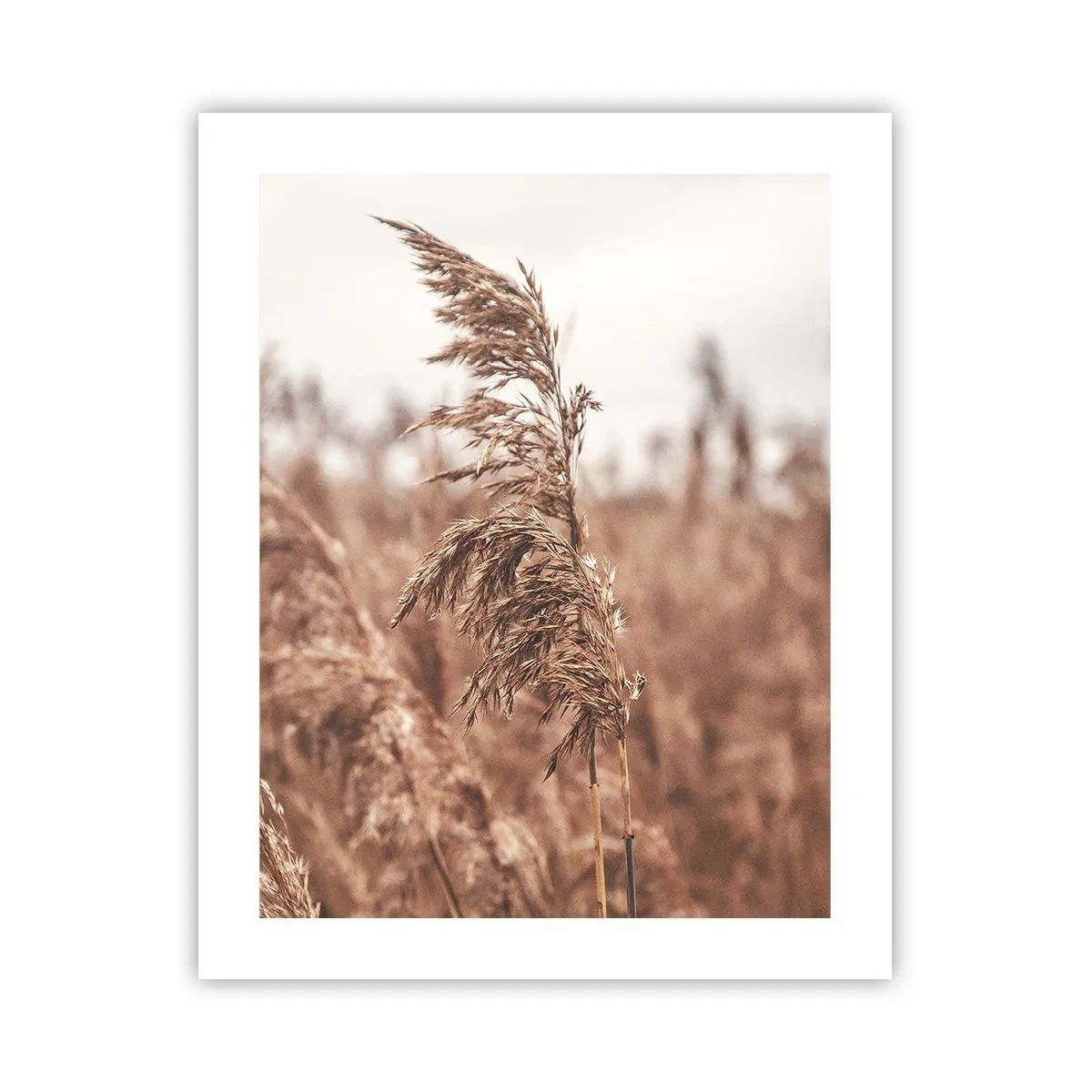 Affiche - Poster - C'est déjà l'automne dans les champs - 40x50 cm