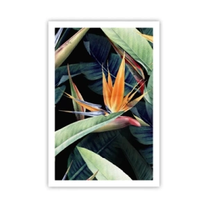 Affiche - Poster - Fleurs flamboyantes des tropiques - 61x91 cm