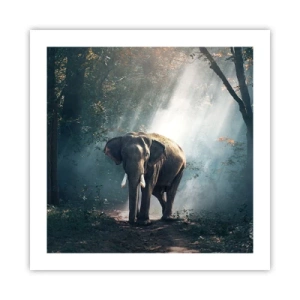 Affiche - Poster - Une balade tranquille - 50x50 cm