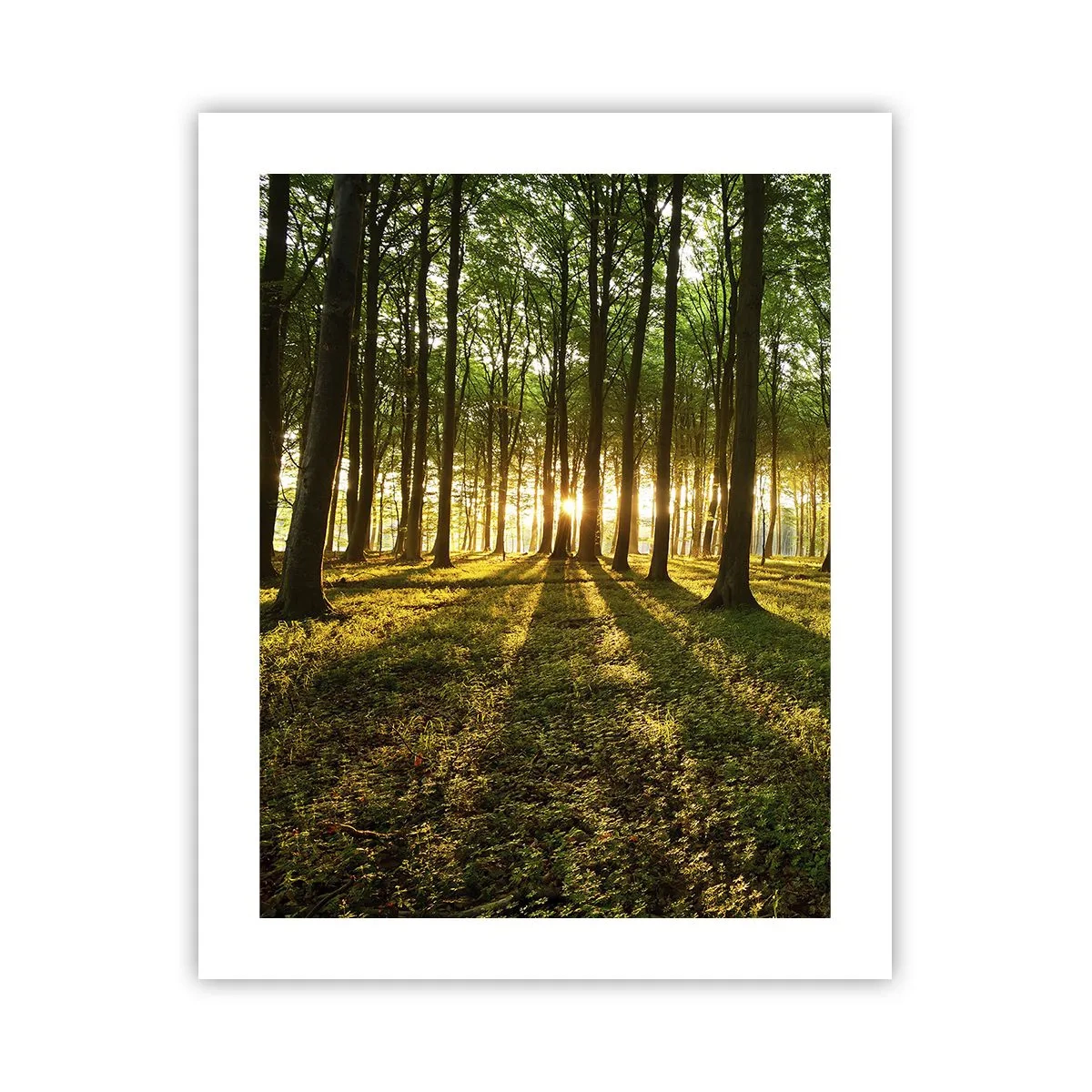 Affiche - Poster - Toutes les photographies de printemps - 40x50 cm