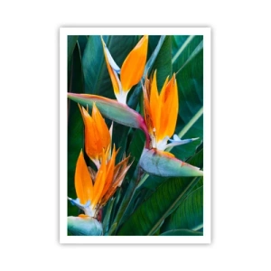 Affiche - Poster - Est-ce une fleur, est-ce un oiseaux? - 70x100 cm