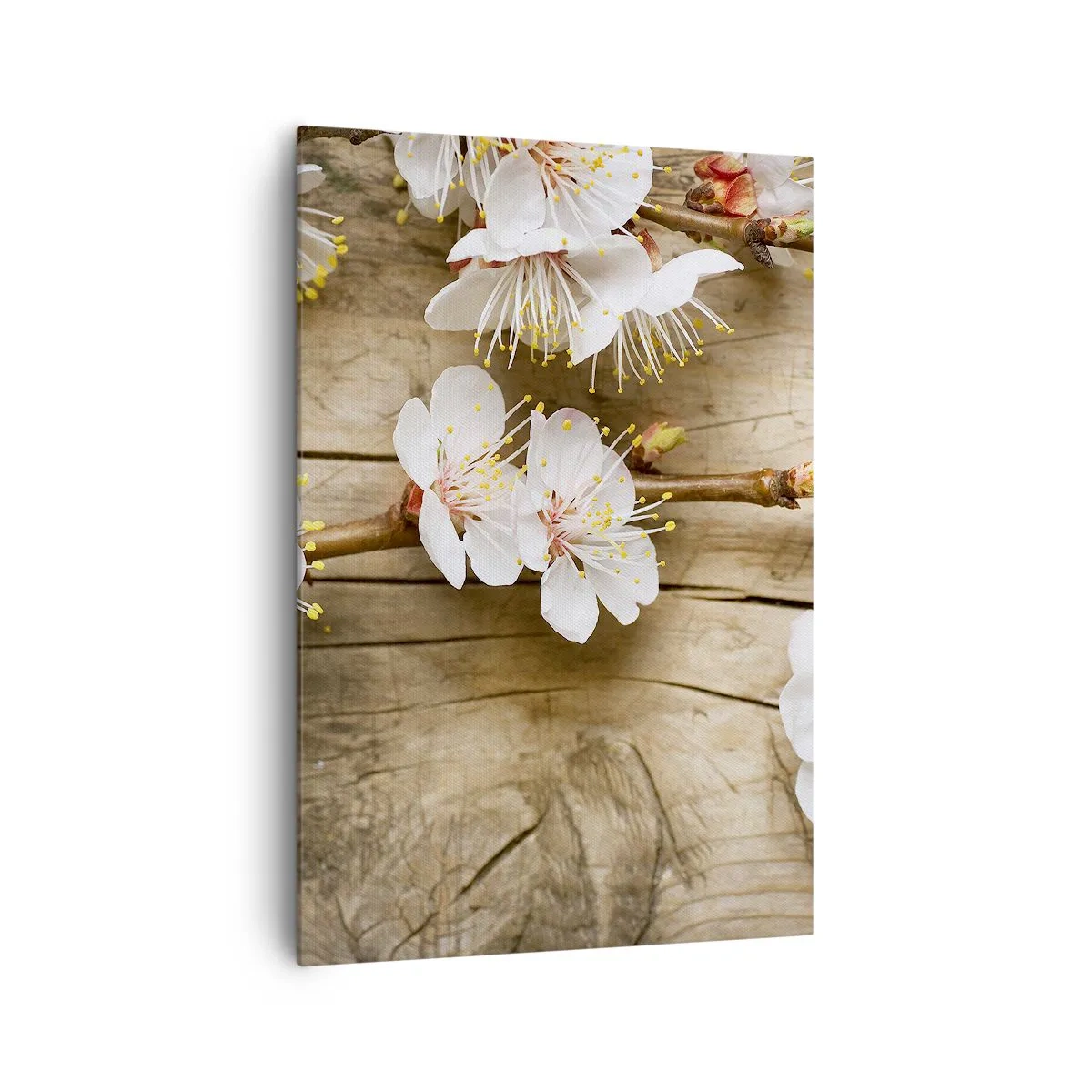 Impression sur toile - Image sur toile - Branches de cerisiers en fleurs sur fond de planche de bois - 70x100cm - Et c'est devenu le printemps - Décoration murale moderne pour le salon et la chambre ARTTOR