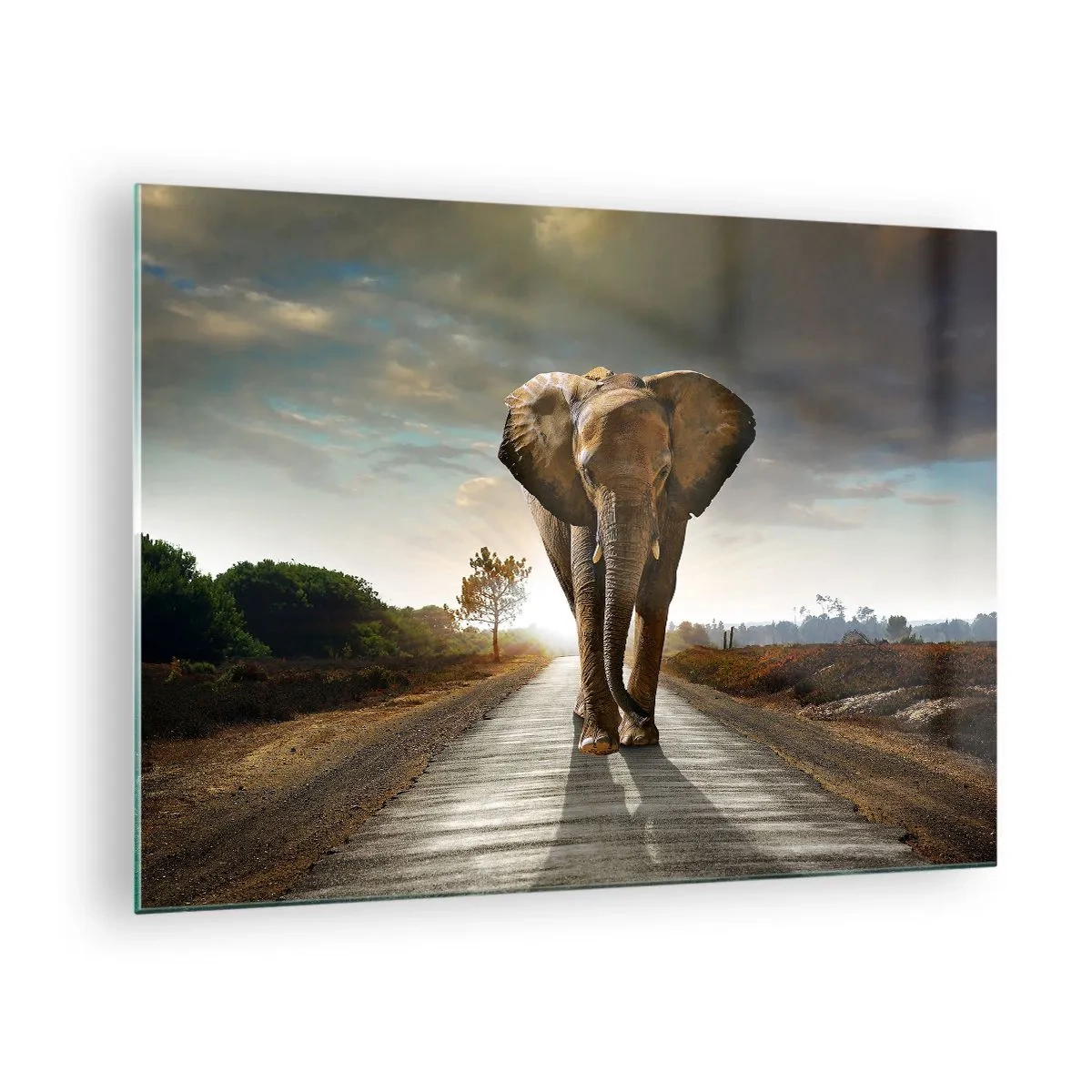 Impression sur verre - Image sur verre - Un éléphant marchant le long de la route au coucher du soleil - 70x50cm - Et pas du tout en porcelaine - Décoration murale moderne pour le salon et la chambre ARTTOR