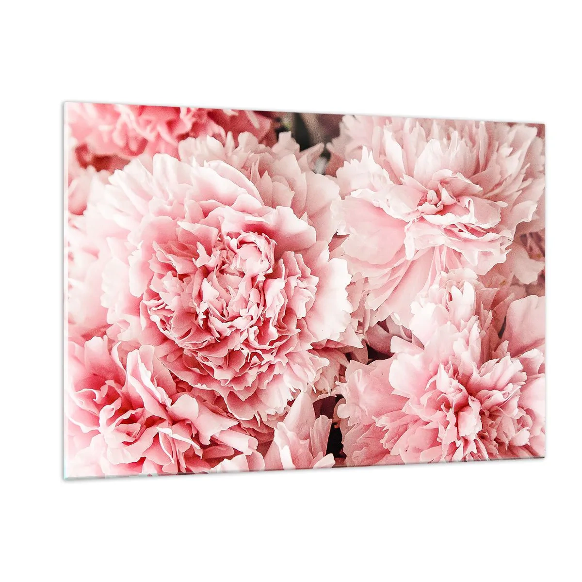Impression sur verre - Image sur verre - Gros plan de pivoines roses en pleine floraison - 120x80cm - Rêve rose - Décoration murale moderne pour le salon et la chambre ARTTOR