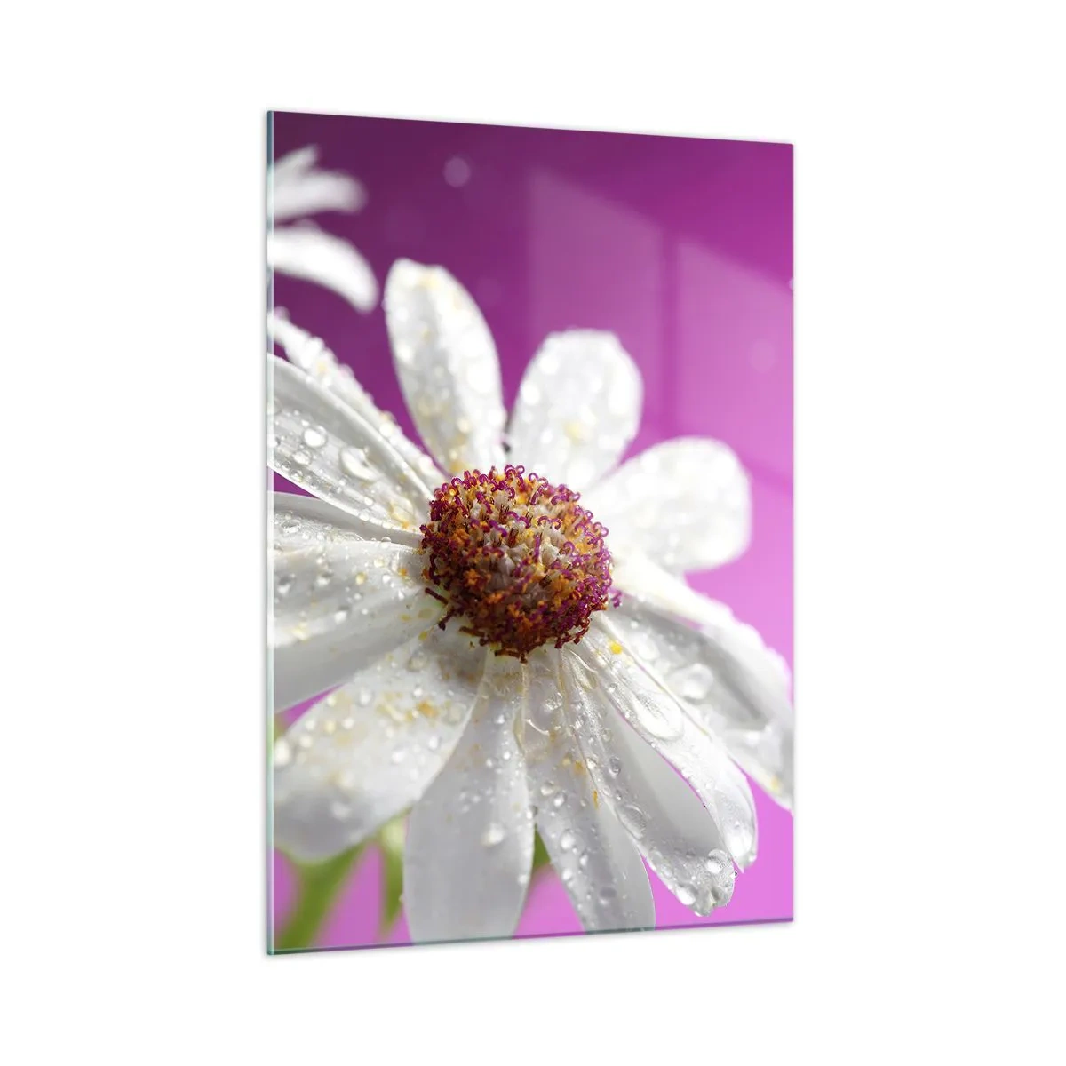 Impression sur verre - Image sur verre - Macrophotographie d'une fleur blanche avec des gouttes de rosée sur un fond rose - 50x70cm - Modeste dans sa beauté - Décoration murale moderne pour le salon et la chambre ARTTOR