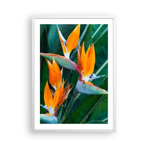 Affiche dans un cadre blanc - Poster - Est-ce une fleur, est-ce un oiseaux? - 50x70 cm