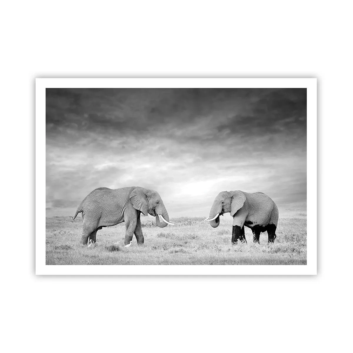 Affiche - Poster - Deux éléphants sur fond de savane africaine - 100x70cm - Le gris est beau - Décoration murale moderne pour le salon et la chambre ARTTOR
