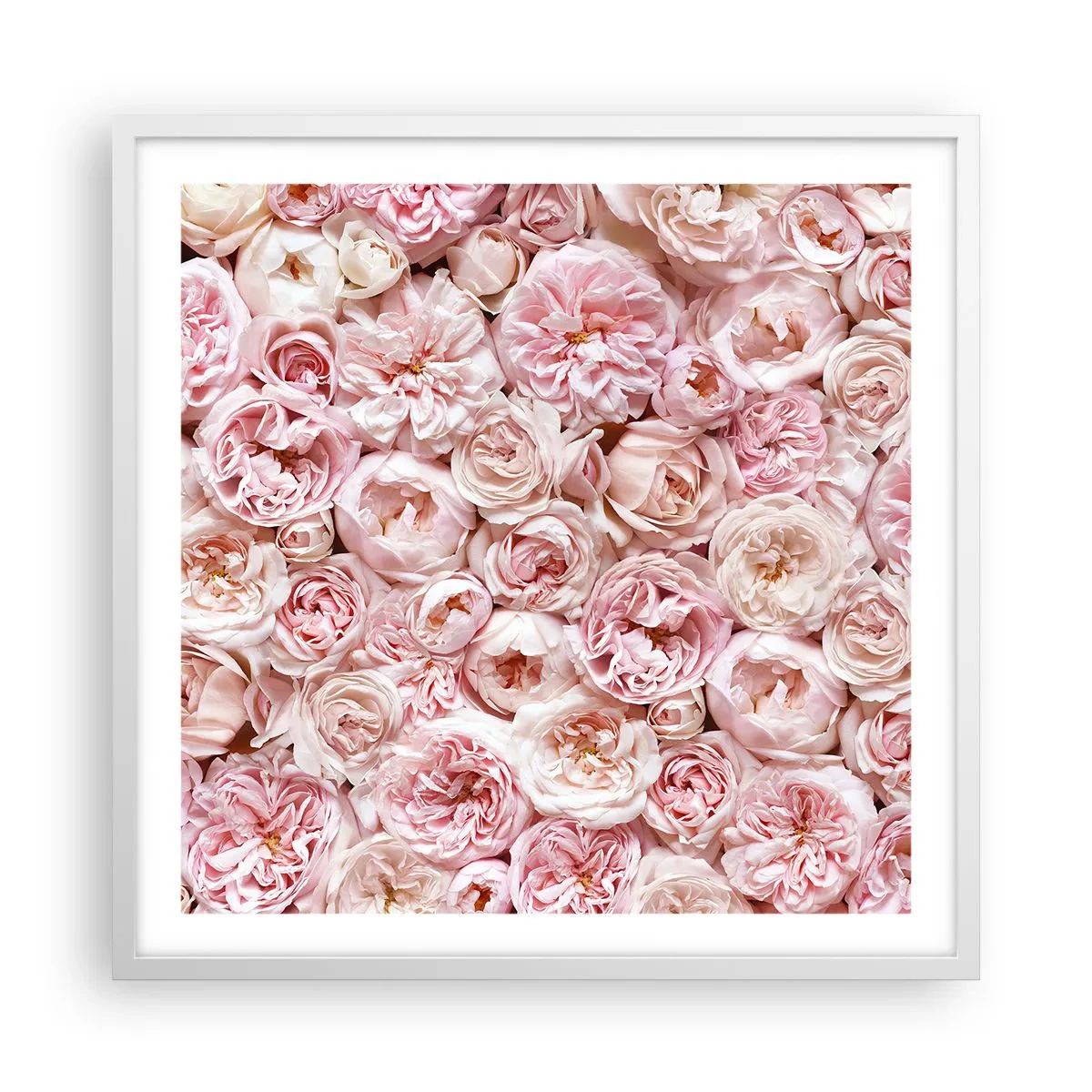 Affiche dans un cadre blanc - Poster - Un lit de roses - 60x60 cm