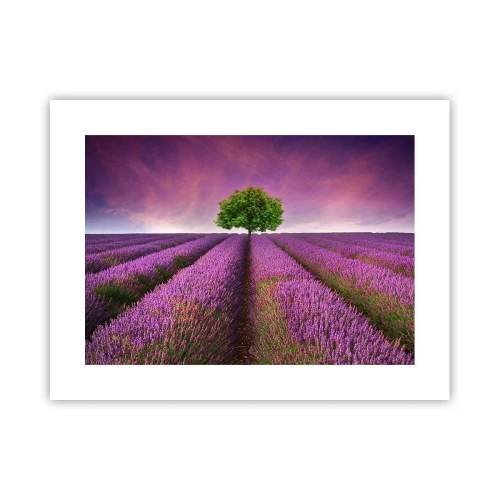 Affiche - Poster - Dans un champs de lavande - 40x30 cm