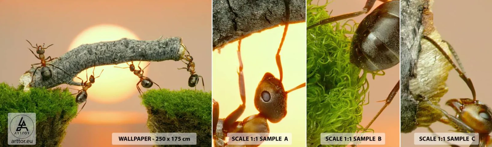 Échantillon De Papier Peint Standard Eco - La joie, travaille d'équipe - Nature, Fourmis, Coucher de soleil - 100x30 cm
