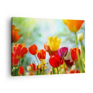 Impression sur toile - Image sur toile - Tulipes colorées au soleil - 70x50cm - Toutes les couleurs du soleil - Décoration murale moderne pour le salon et la chambre ARTTOR