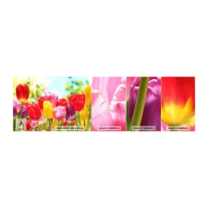 Échantillon De Papier Peint Standard Eco - C'est nous, les couleurs de Mai! - Fleurs, Tulipes, Jardin - 100x30 cm