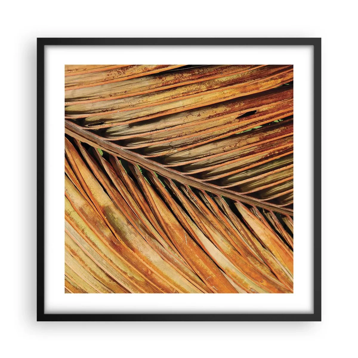 Affiche dans un cadre noir - Poster - Or de noix de coco - 50x50 cm