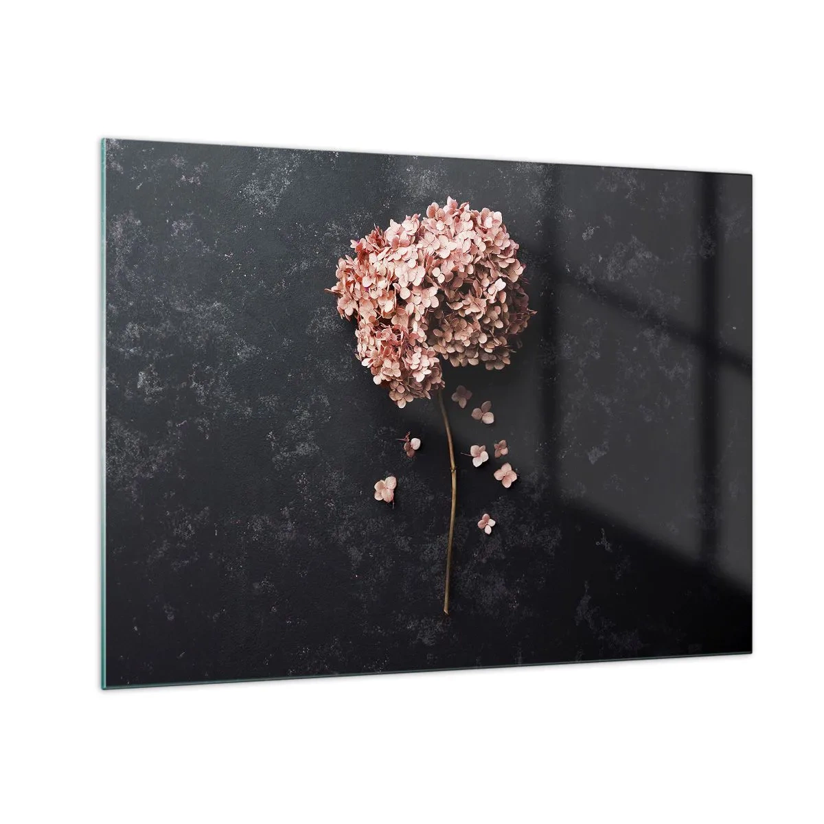 Impression sur verre - Image sur verre - Hortensia sec aux pétales dispersés sur un fond sombre - 70x50cm - Un signe vraiment romantique - Décoration murale moderne pour le salon et la chambre ARTTOR