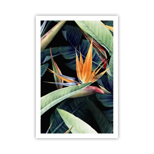 Affiche - Poster - Fleurs flamboyantes des tropiques - 61x91 cm