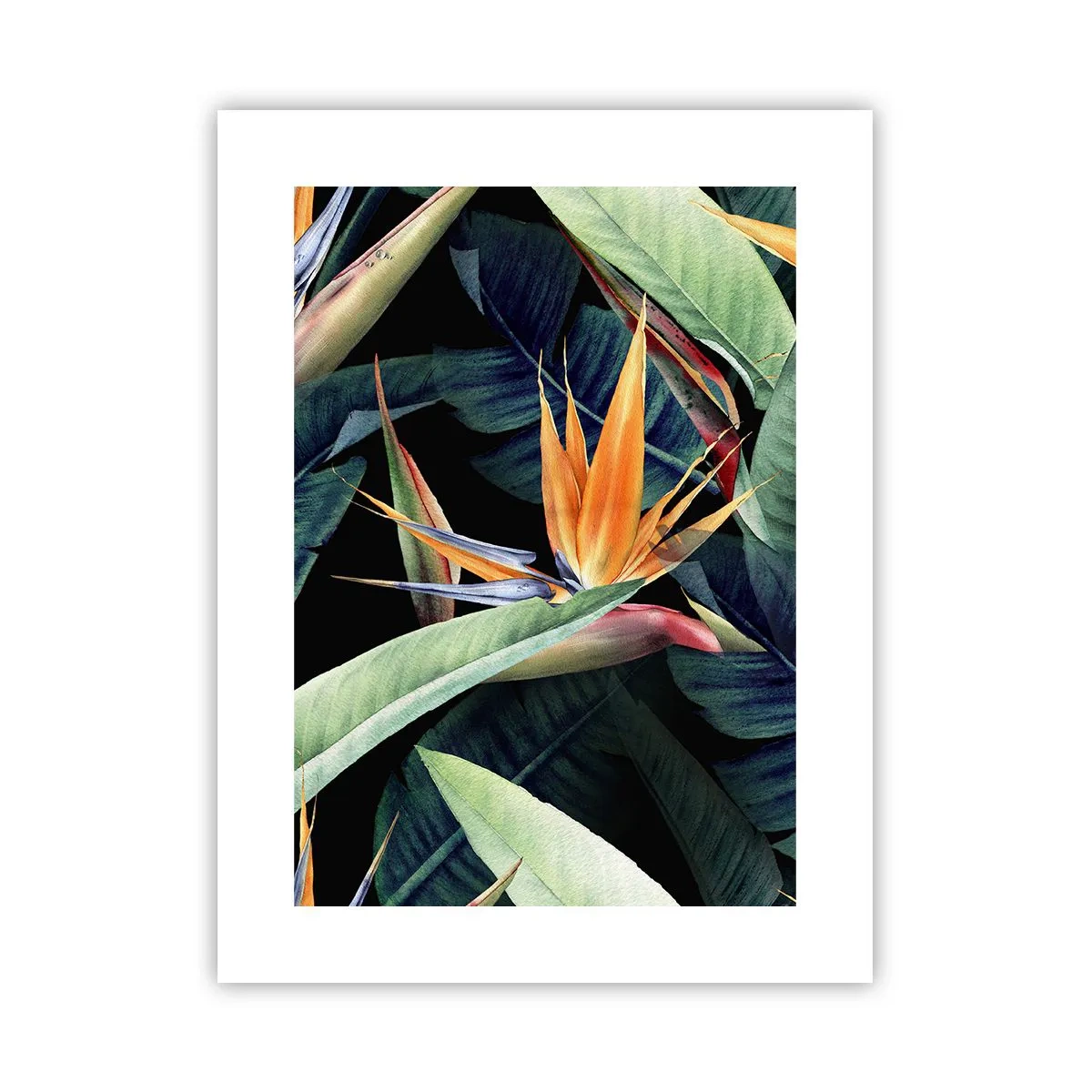 Affiche - Poster - Fleurs flamboyantes des tropiques - 30x40 cm
