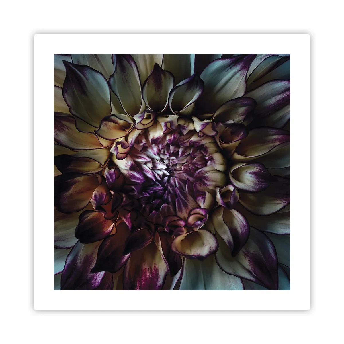 Affiche - Poster - L'apogée de la jeunesse - 50x50 cm