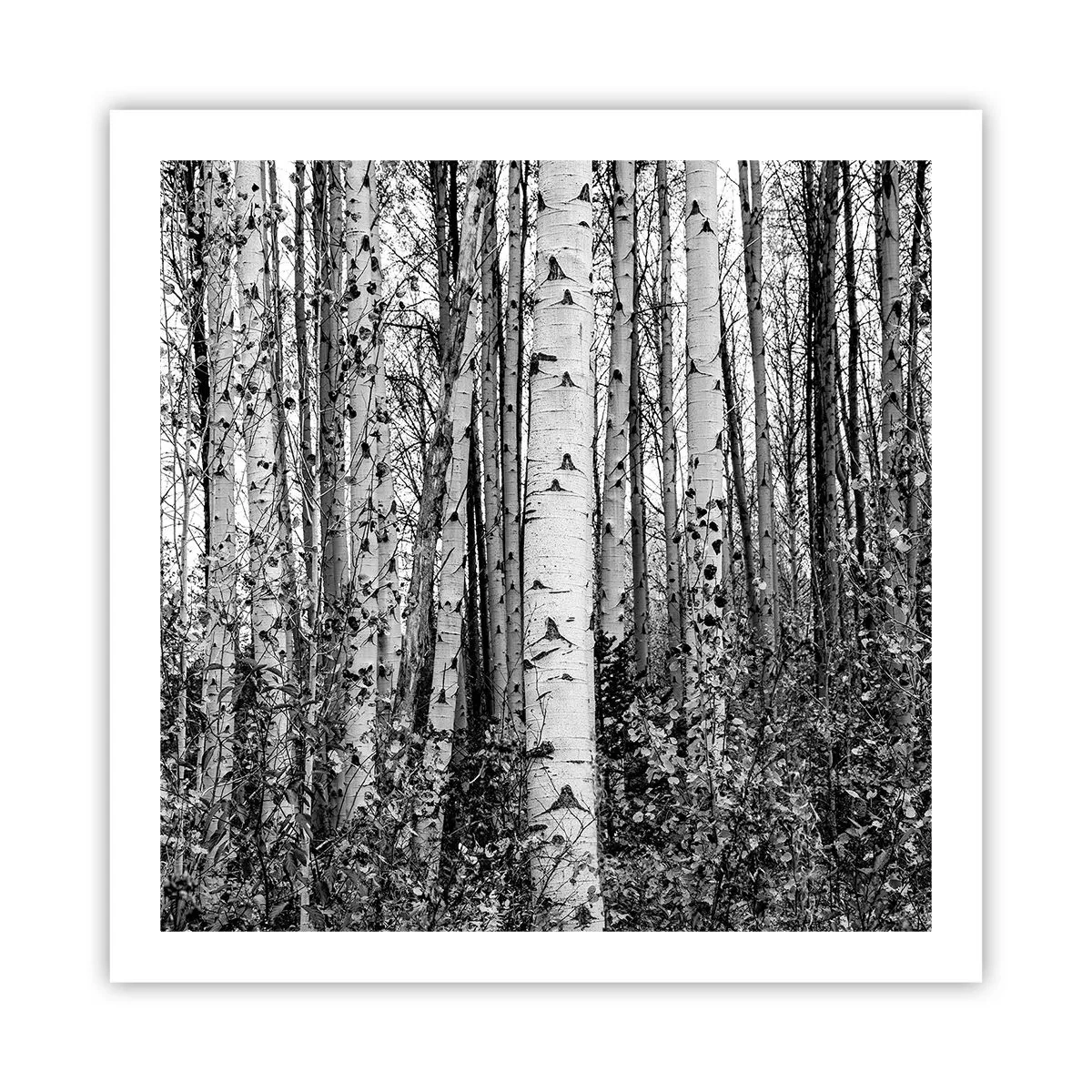 Affiche - Poster - Enchevêtrement de bouleau - 60x60 cm