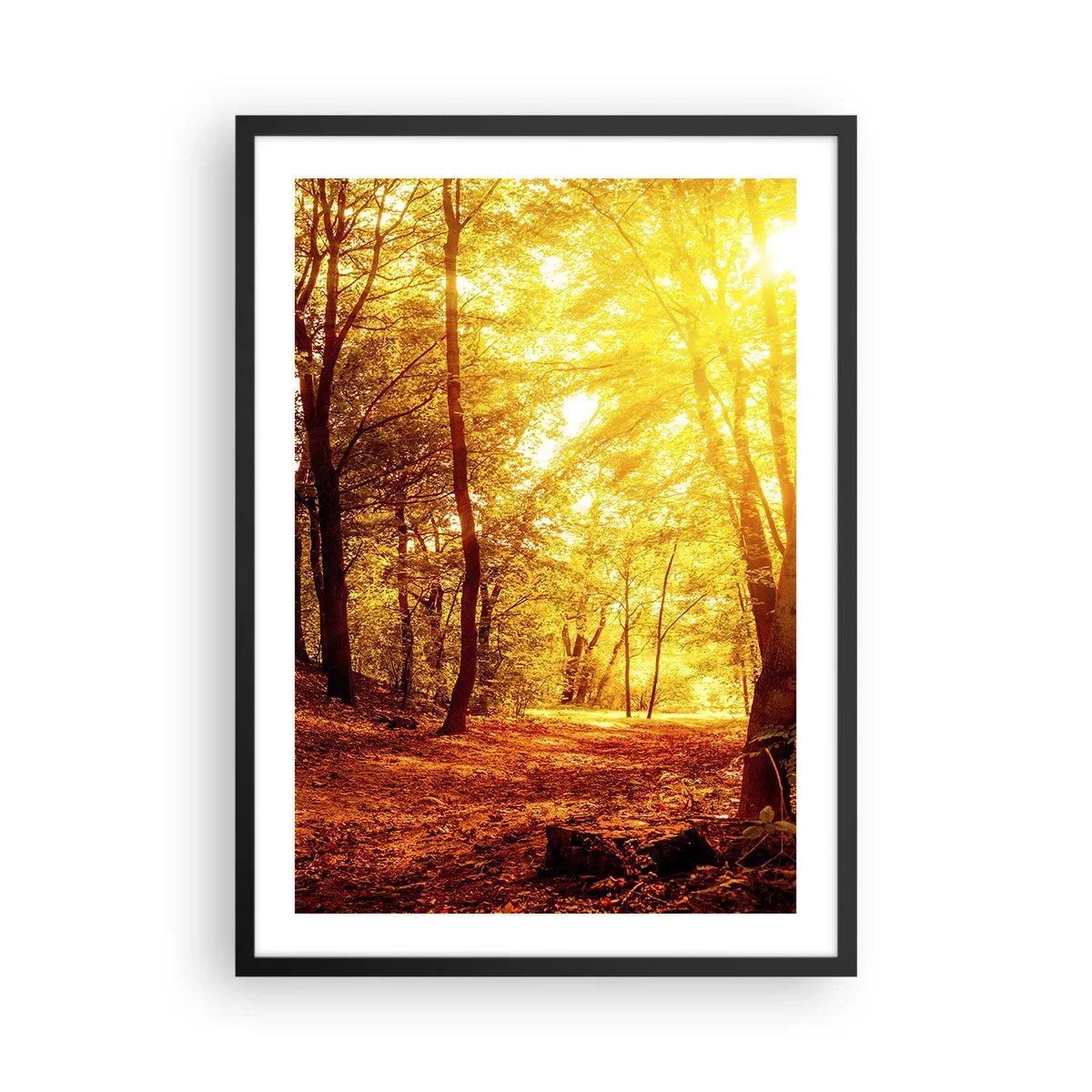 Affiche dans un cadre noir - Poster - Coucher de soleil illuminant une forêt d'automne pleine de feuilles dorées - 50x70cm - Vers la clairière dorée - Décoration murale moderne pour le salon et la chambre ARTTOR