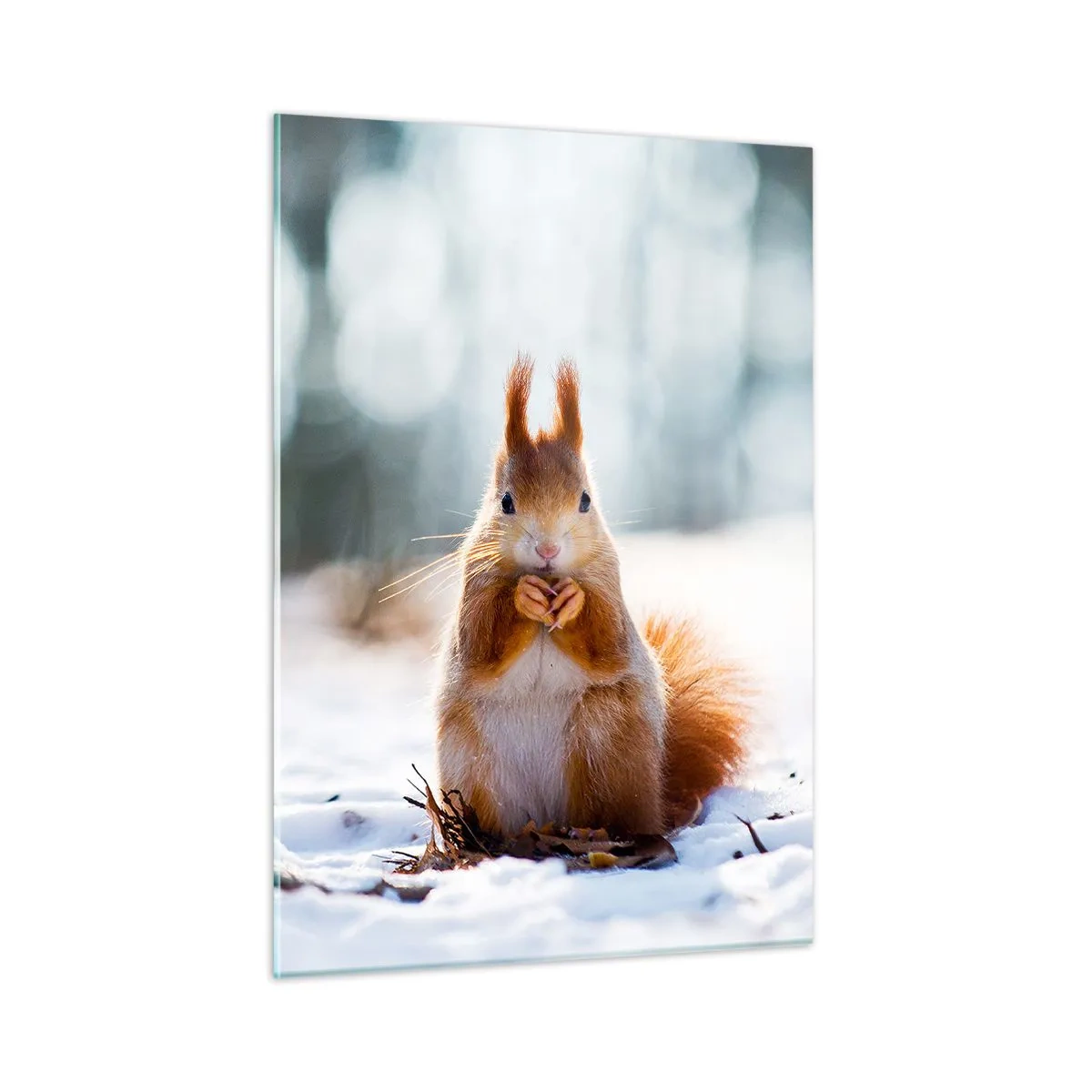 Impression sur verre - Image sur verre - Écureuil dans la neige avec une noix dans la forêt d'hiver - 50x70cm - Qu'est ce que tu regardes comme ça? - Décoration murale moderne pour le salon et la chambre ARTTOR