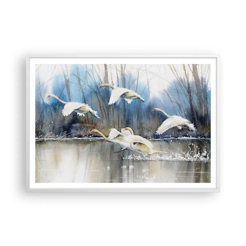 Affiche dans un cadre blanc - Poster - Comme dans un conte de fées sur les cygnes sauvages - 100x70 cm