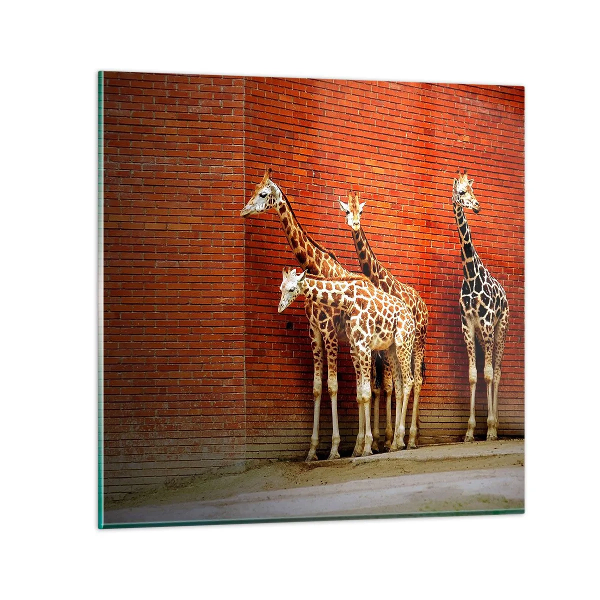 Impression sur verre - Image sur verre - Voyez-vous des acacias ? - 60x60 cm