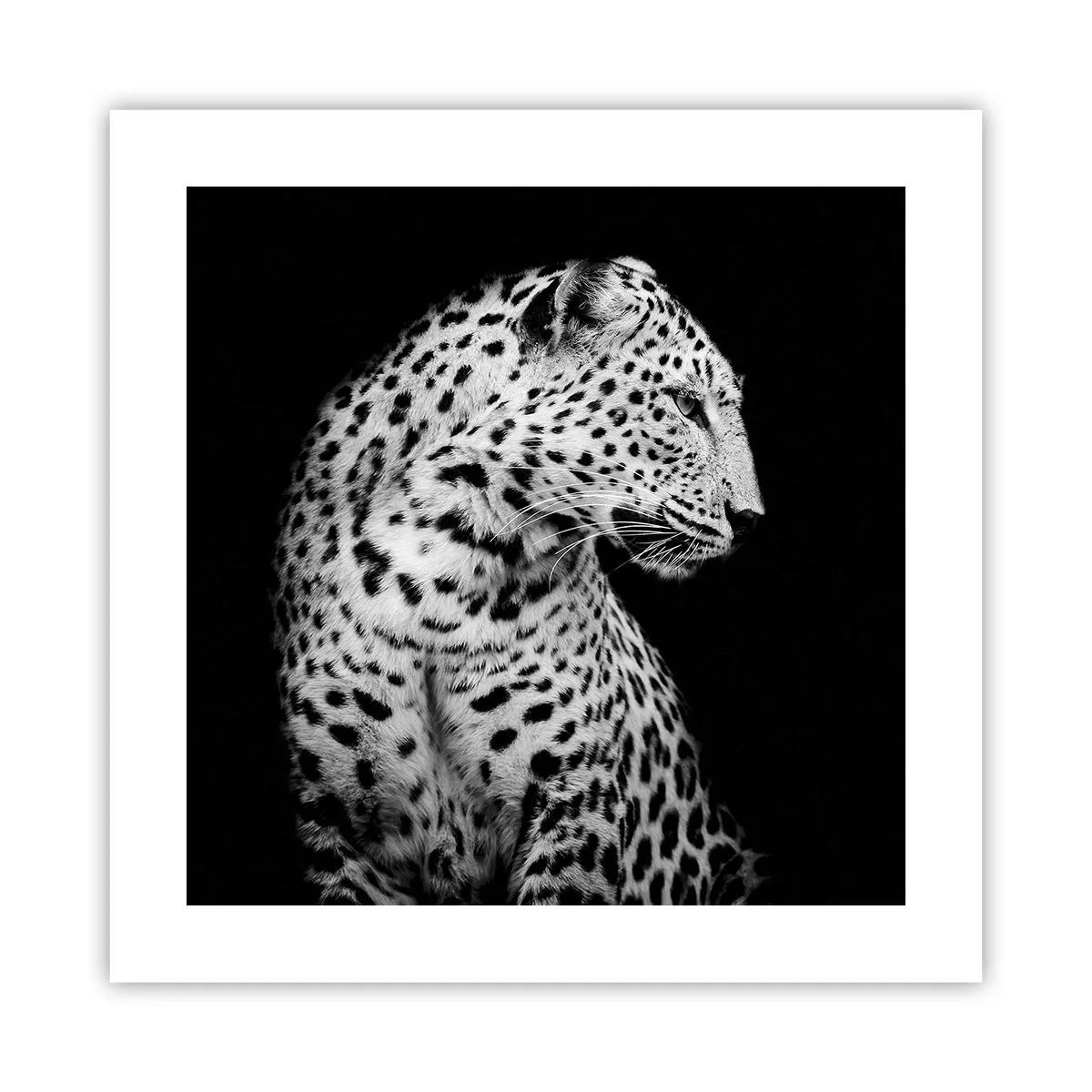 Affiche - Poster - Presque un profil parfait! - 40x40 cm