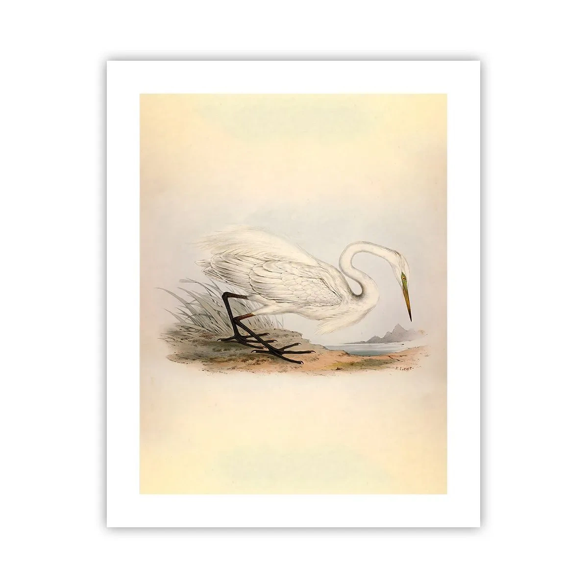 Affiche - Poster - Dame sur les joncs - 40x50 cm