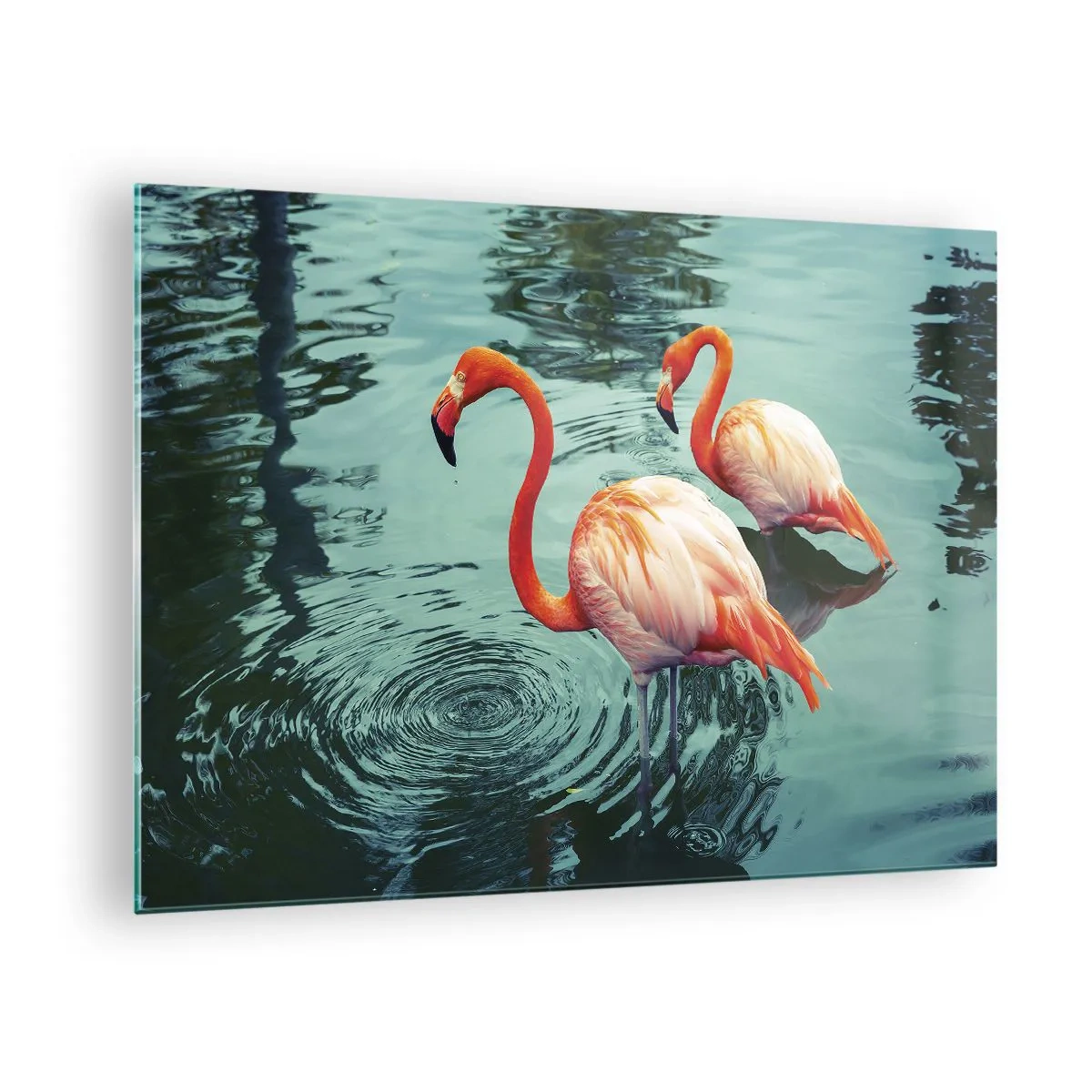 Impression sur verre - Image sur verre - Flamants roses sur l'eau dans une composition harmonieuse - 70x50cm - Nous sommes à la mode maintenant - Décoration murale moderne pour le salon et la chambre ARTTOR