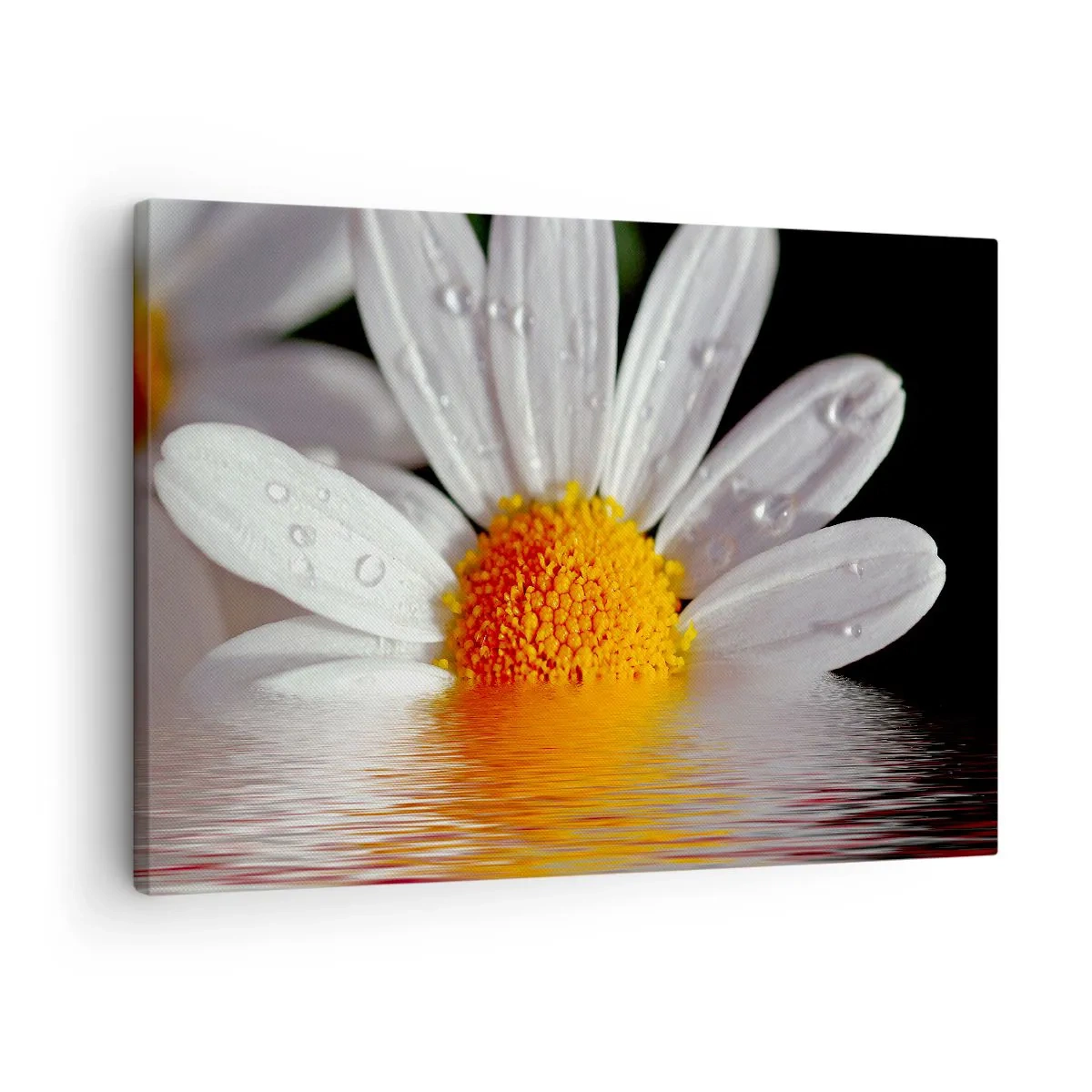 Impression sur toile - Image sur toile - Une marguerite blanche avec des gouttes d'eau immergées dans un reflet d'eau - 70x50cm - Le soleil levant des marguerites - Décoration murale moderne pour le salon et la chambre ARTTOR
