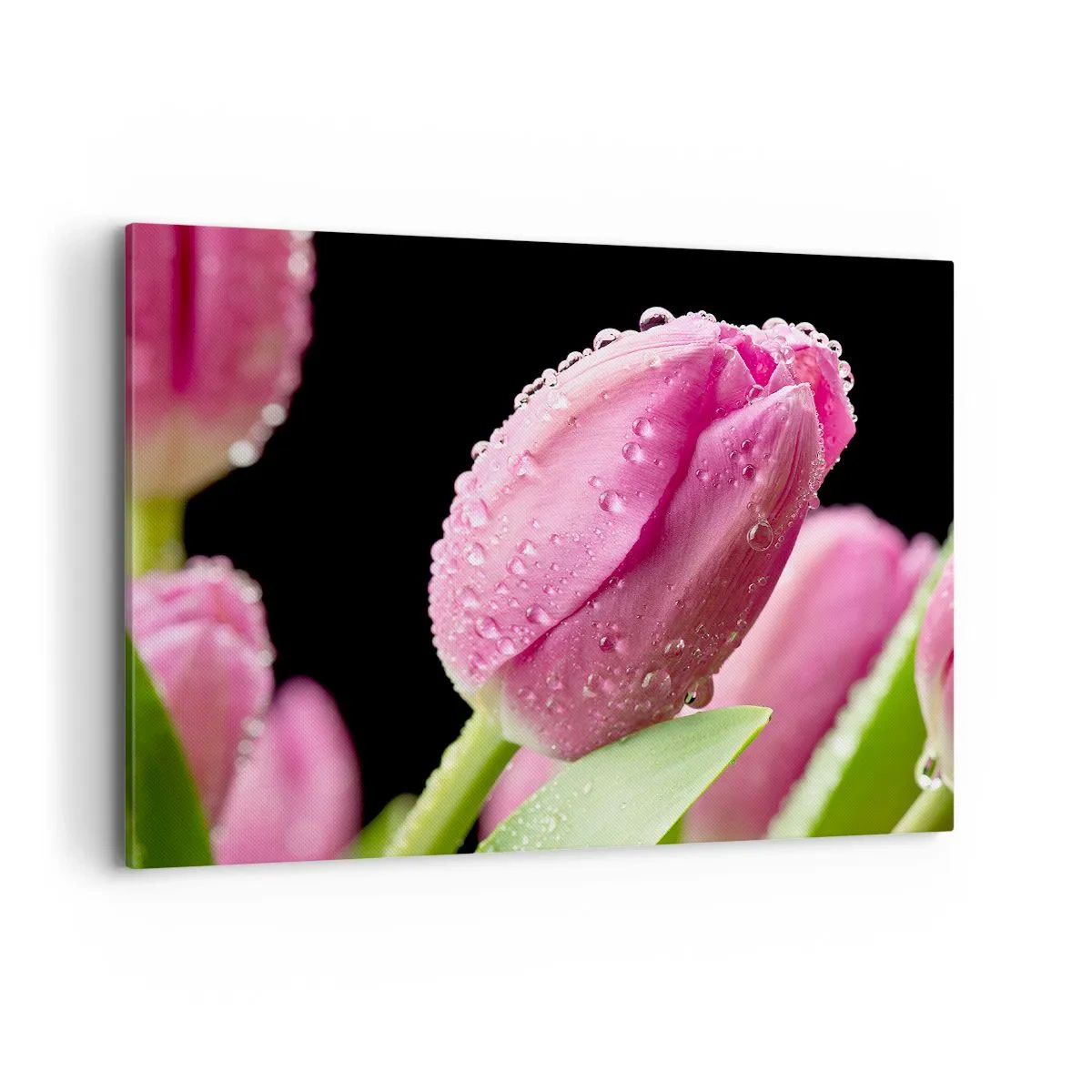 Impression sur toile - Image sur toile - Tulipe rose avec des gouttes d'eau sur fond noir - 100x70cm - Rêve de lilas dans la rosée - Décoration murale moderne pour le salon et la chambre ARTTOR