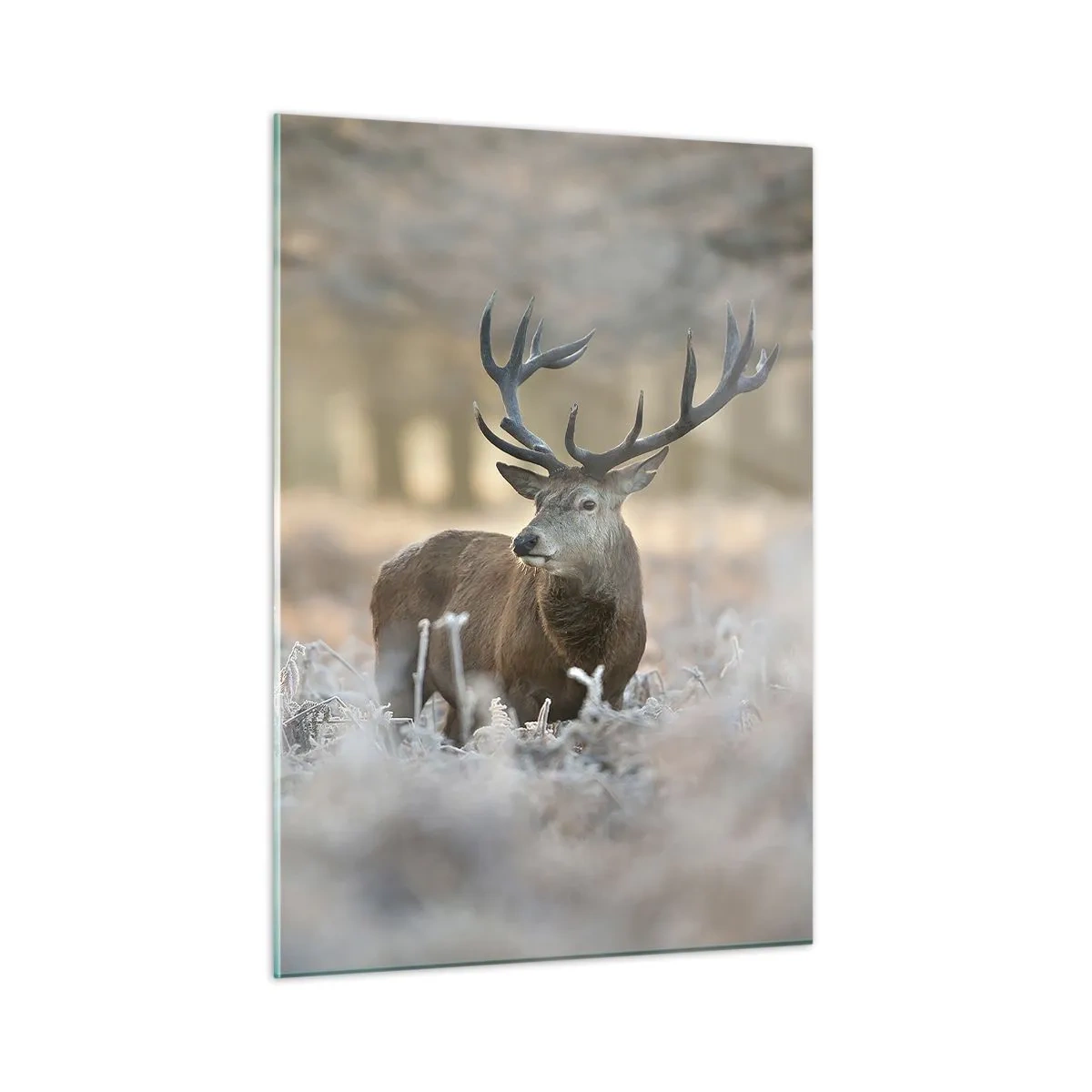 Impression sur verre - Image sur verre - Un cerf dans une clairière gelée entourée d'une forêt hivernale - 50x70cm - Une matinée animée - Décoration murale moderne pour le salon et la chambre ARTTOR