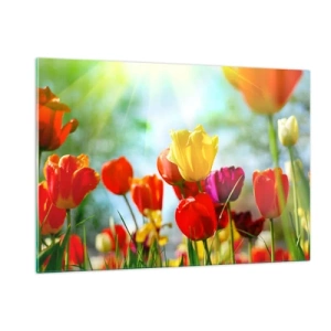 Impression sur verre - Image sur verre - Tulipes colorées illuminées par les rayons du soleil - 120x80cm - Toutes les couleurs du soleil - Décoration murale moderne pour le salon et la chambre ARTTOR
