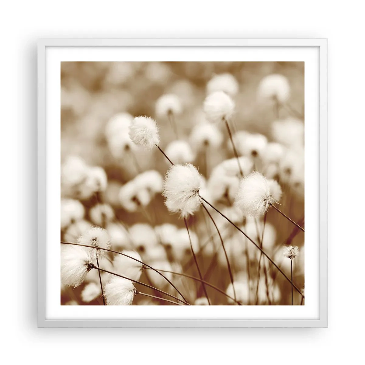 Affiche dans un cadre blanc - Poster - Tige moelleuse - 60x60 cm