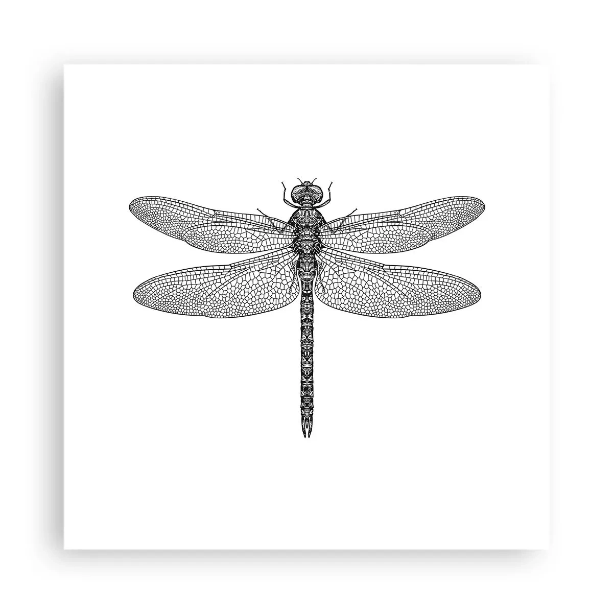 Affiche - Poster - Précision de la nature - 40x40 cm