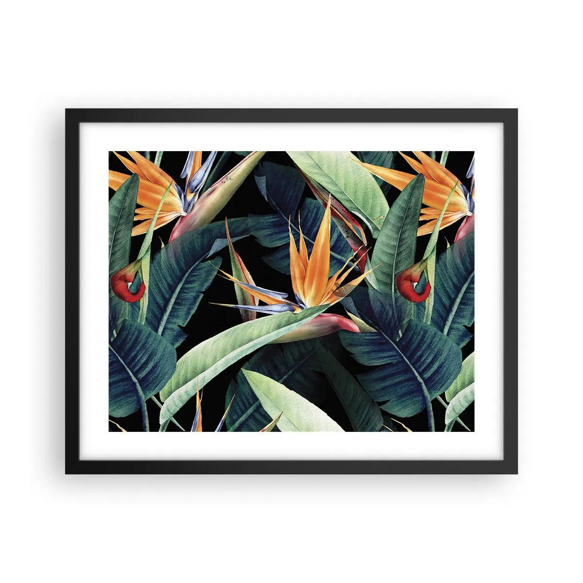Affiche dans un cadre noir - Poster - Fleurs flamboyantes des tropiques - 50x40 cm