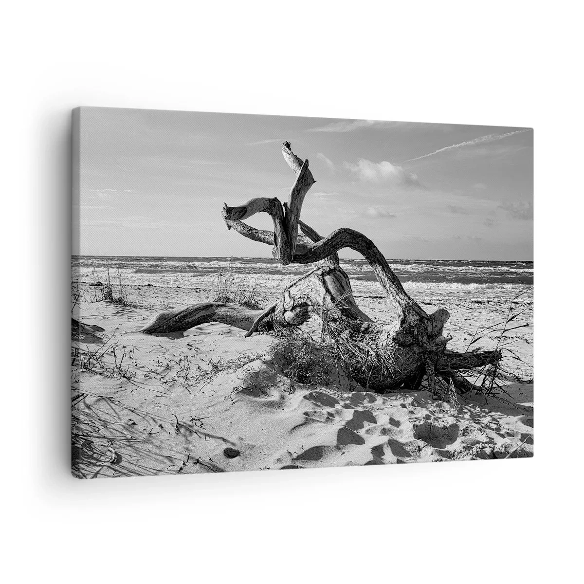 Impression sur toile - Image sur toile - Paysage noir et blanc avec un arbre mort sur la plage - 70x50cm - Sculpture marine - Décoration murale moderne pour le salon et la chambre ARTTOR