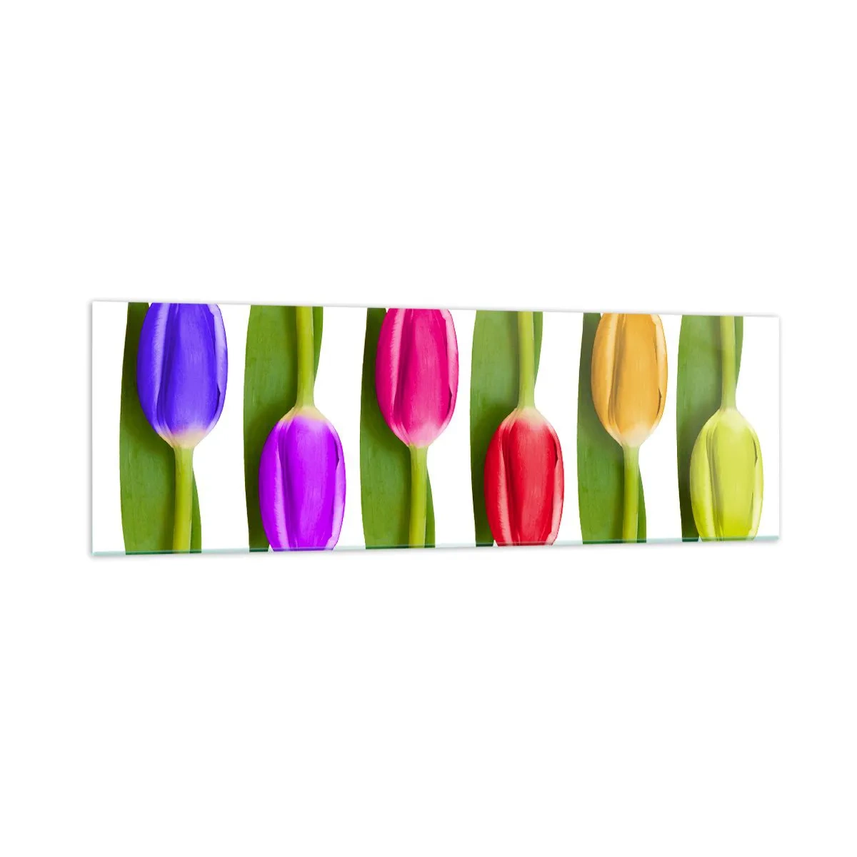 Impression sur verre - Image sur verre - Tulipes multicolores disposées en rangée sur fond blanc - 160x50cm - Composition arc-en-ciel - Décoration murale moderne pour le salon et la chambre ARTTOR