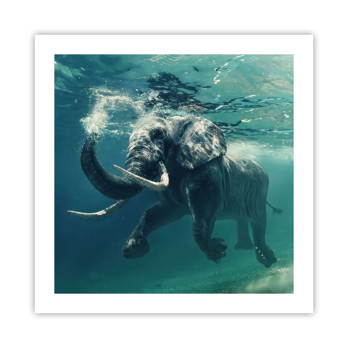 Affiche - Poster - Tout le monde aime nager - 50x50 cm