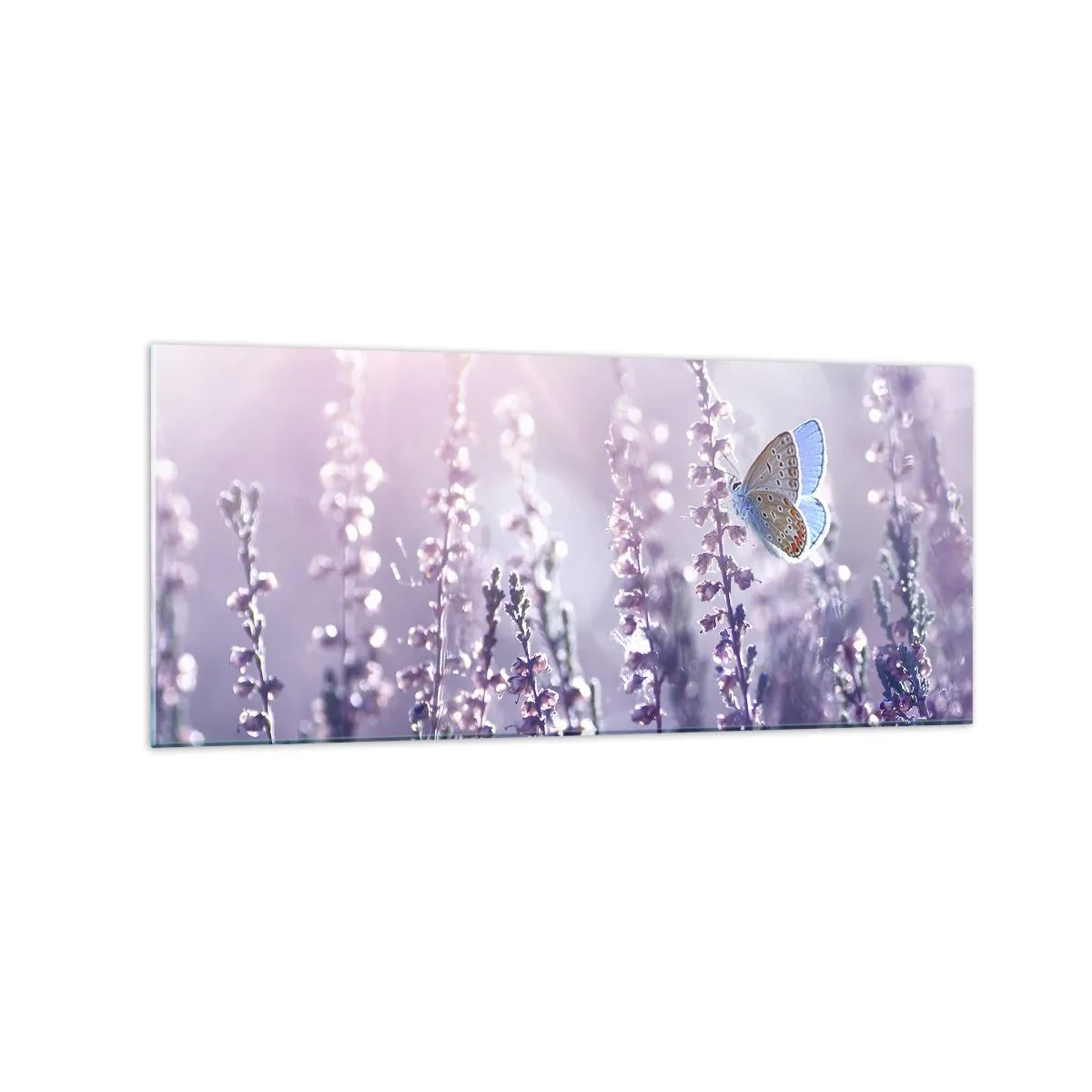Impression sur verre - Image sur verre - Un papillon sur une lavande en fleurs dans la lumière du matin - 120x50cm - Baiser de papillon - Décoration murale moderne pour le salon et la chambre ARTTOR