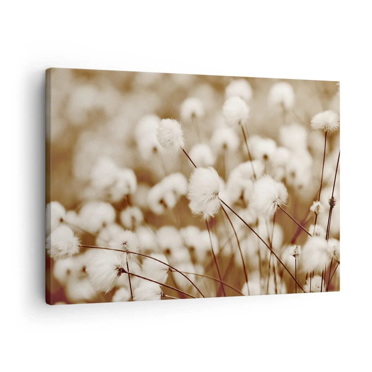 Impression sur toile - Image sur toile - Un champ de plantes délicates aux tons sépia - 70x50cm - Tige moelleuse - Décoration murale moderne pour le salon et la chambre ARTTOR