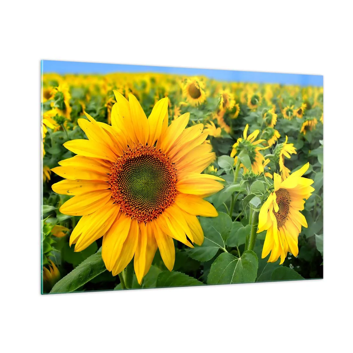 Impression sur verre - Image sur verre - Un champ de tournesols en pleine floraison sous un ciel bleu - 100x70cm - Des centaines de soleils se sont embrasés - Décoration murale moderne pour le salon et la chambre ARTTOR