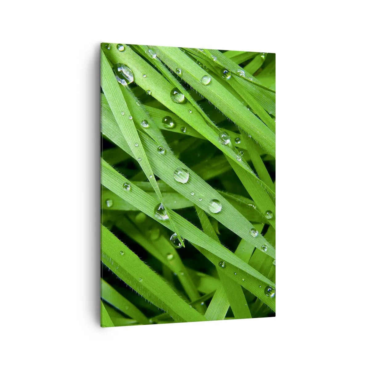 Impression sur toile - Image sur toile - Gros plan de brins d'herbe verte avec des gouttes de rosée - 70x100cm - Jouez dans le vert - Décoration murale moderne pour le salon et la chambre ARTTOR