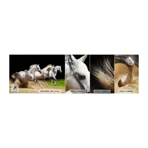 Échantillon de Papier Peint Autocollant Deluxe Sticker - Trois Grâces - Les chevaux, Animaux, Galop - 100x30 cm